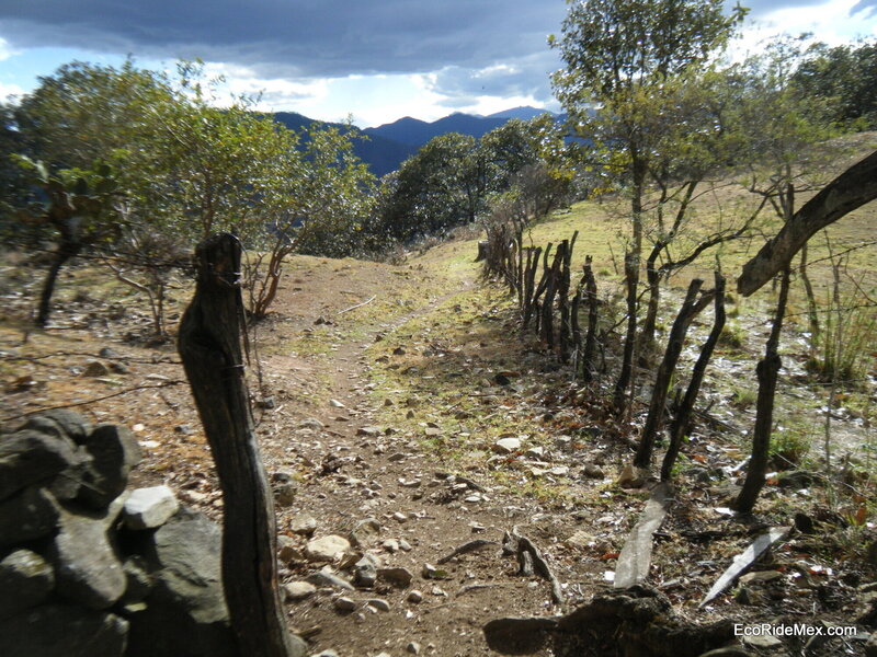 Fence Line.