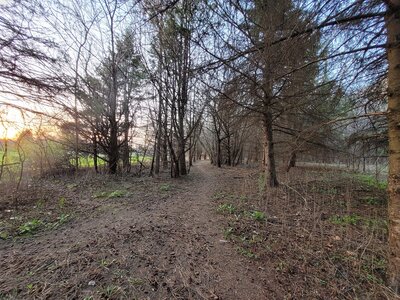 Facing north (reverse) through the last thick of pines