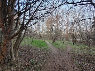 The last split, right returns to trailhead and left takes you back on the loop for another lap.