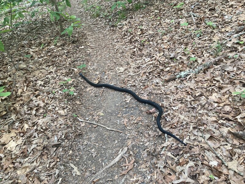 Big rat snake crossing the trail. Harmless.