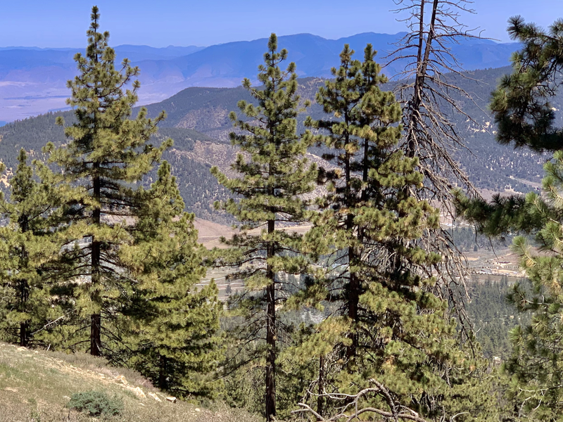 Lower third of McGill Trail has stunning vistas to the North. The singletrack is skinny and the most exciting of the three sections ~ a few tight switchbacks, some nicely bermed corners, and traverses across steep hillsides.