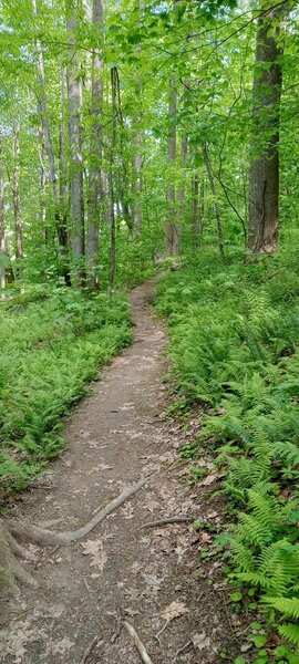 Ship Rock trail singletrack.