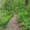 Ship Rock trail singletrack.