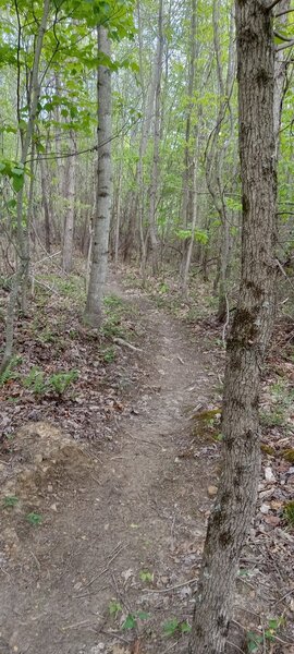 Ship Rock trail singletrack.