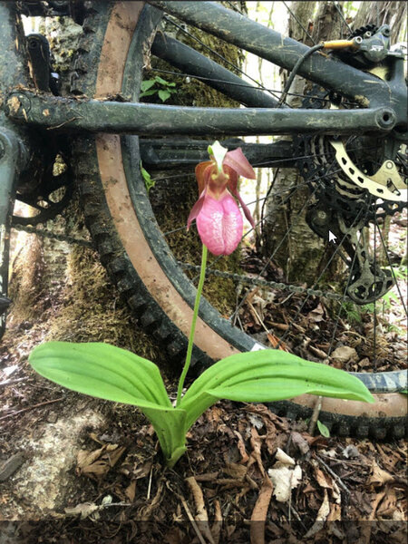 Pink Lady Slilpper on Fork Mtn Trail ~ photo by Joe Sizemore.