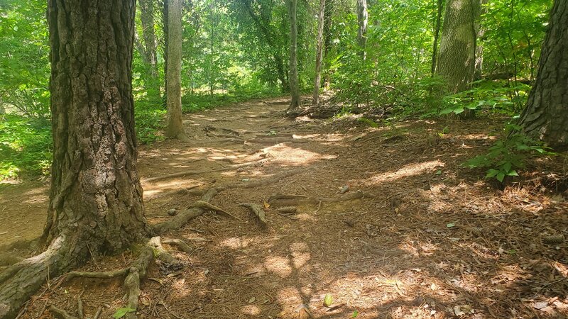 Wide doubletrack with plenty of lines to avoid roots.