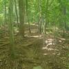 Part of another small root garden, keep right and turn left after large tree.