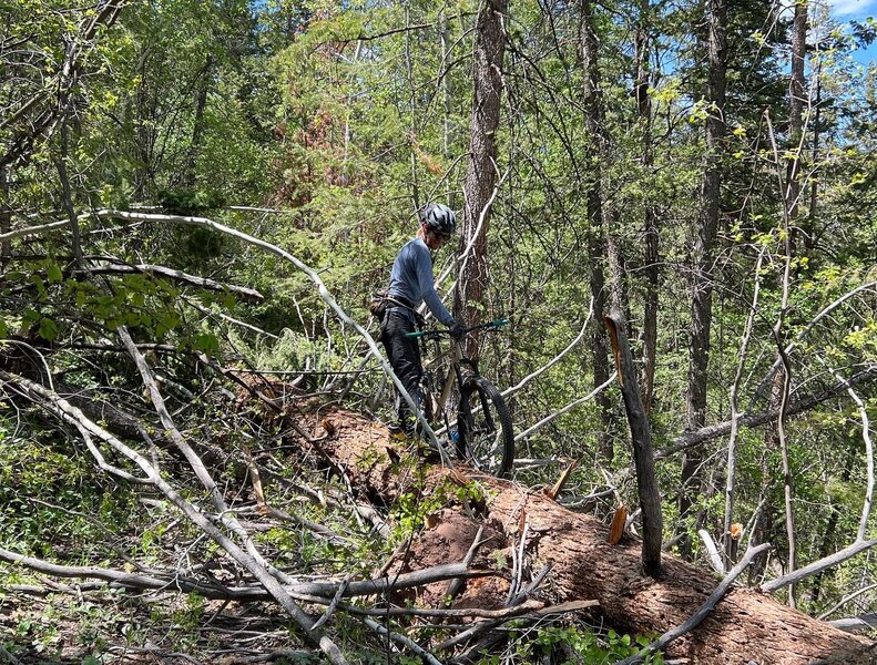 Over fifty tree crossings, this trail is in desperate need of maintenance!