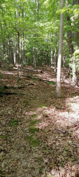 Singletrack on Toppers Ridge.