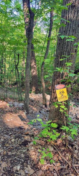 Intersection of the Ravine Trail and the Quarantine Trail.