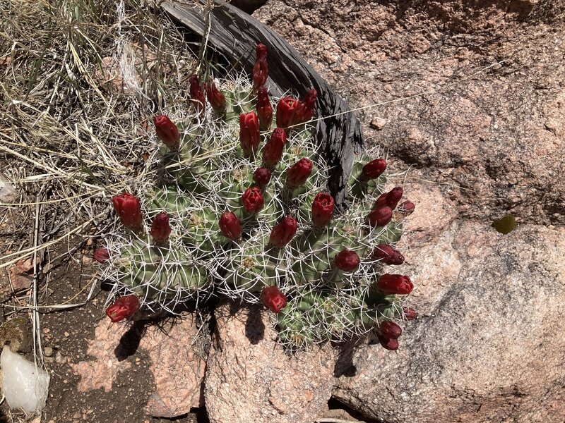 Cacti in bloom along Far Out.