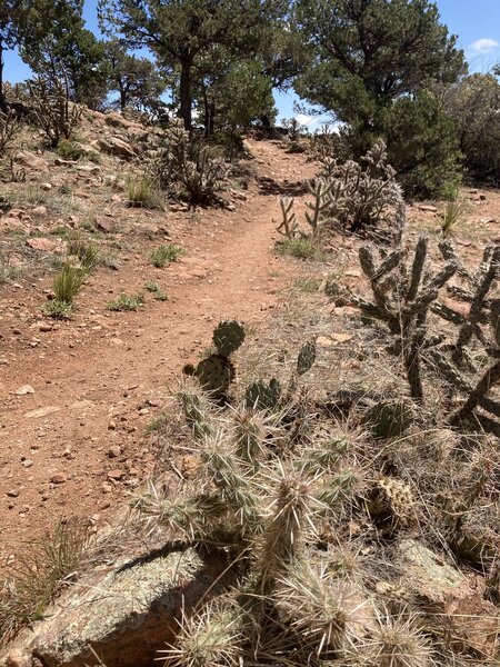 Lots of spiky cholla, barrel and prickly pear along the trails! Keep focused and don't wander off the singletrack…