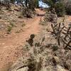 Lots of spiky cholla, barrel and prickly pear along the trails! Keep focused and don't wander off the singletrack…