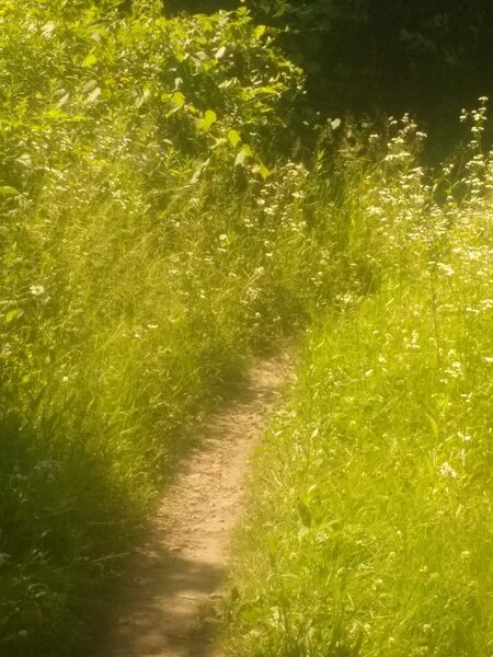 "Flat Meadow Trails for Easy Peddling!"