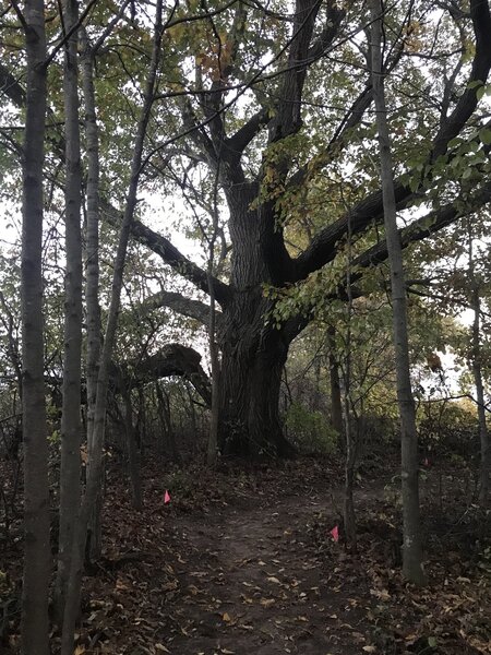 Old oak tree.