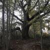 Old oak tree.