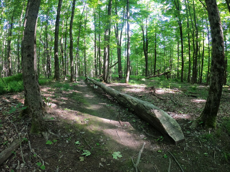 A ~25ft log skinny about a foot off the ground.