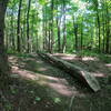 A ~25ft log skinny about a foot off the ground.