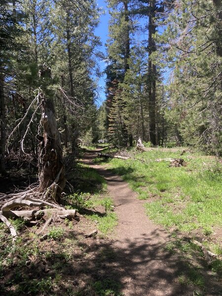 Trail to Page Meadows