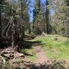 Trail to Page Meadows