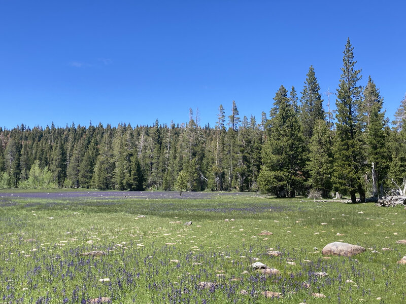 Page Meadows in bloom