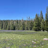 Page Meadows in bloom