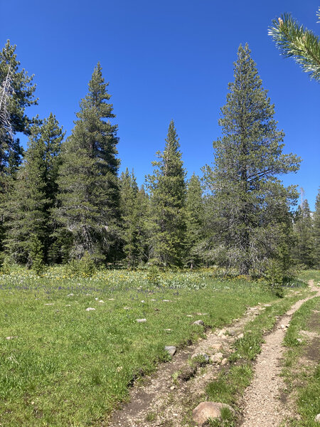 Trail just past Page Meadows