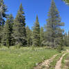 Trail just past Page Meadows