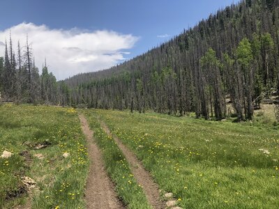 Towards the top of Bear Creek Trail #709.