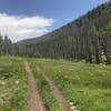 Towards the top of Bear Creek Trail #709.