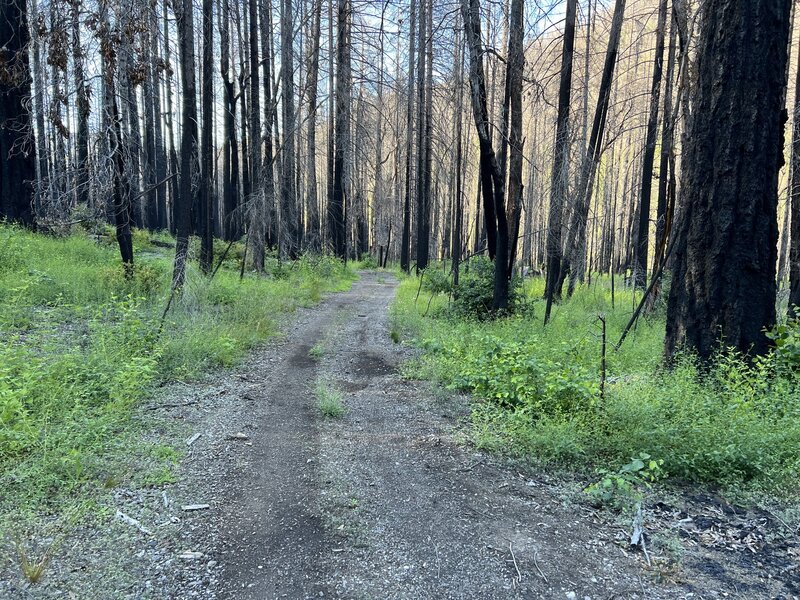 The first few miles of the trail.