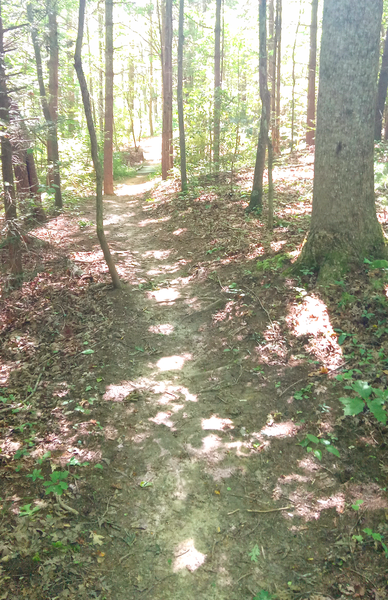 Singletrack on Rock Ridge Trail.