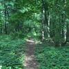 Singletrack in the woods.