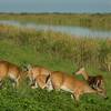 Deer along the N side of the loop, that have wandered across the trail from the Fran Reich Preserve, to feed on the Loxahatchee side of the trail.