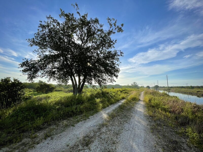 Along the S side of the loop, looking East, soon after sunrise - the sun behind the tree.