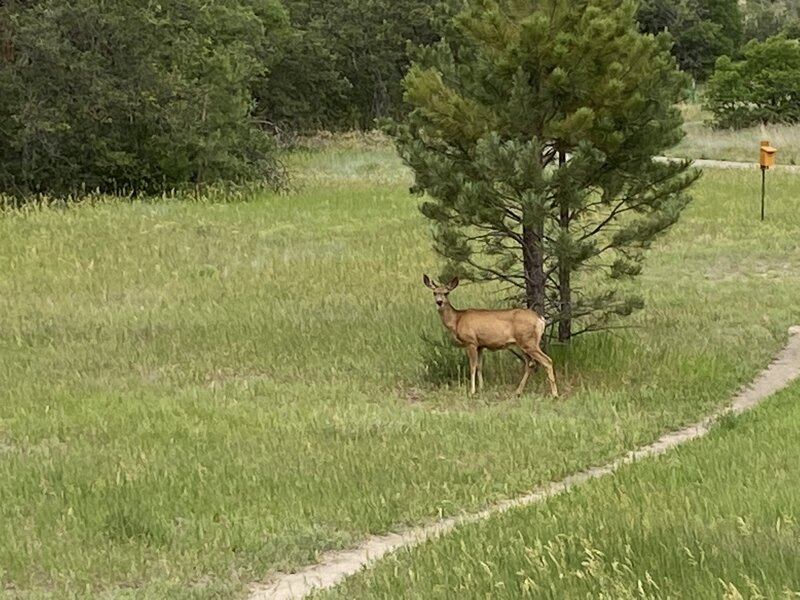 Deer sighting.