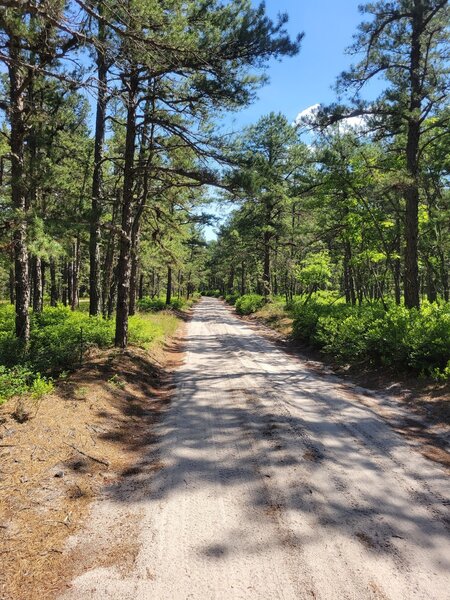 Trail between Hampton and Carranza.