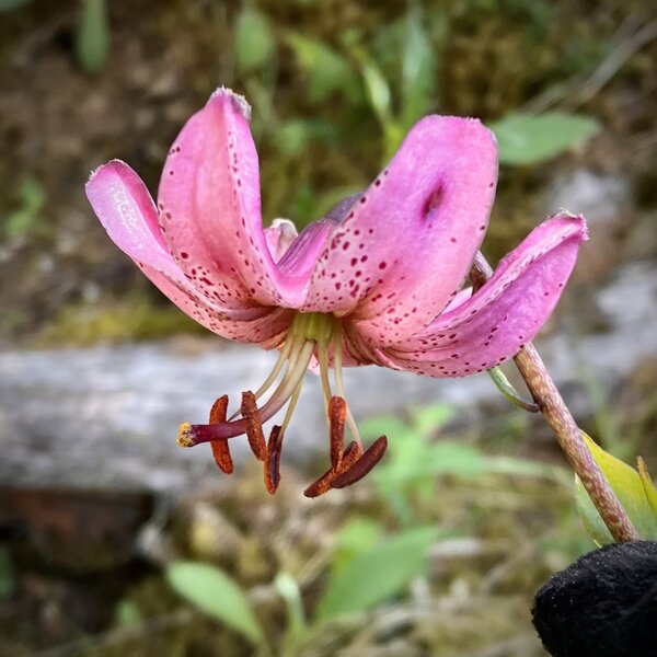 The iconic Martagan lily.