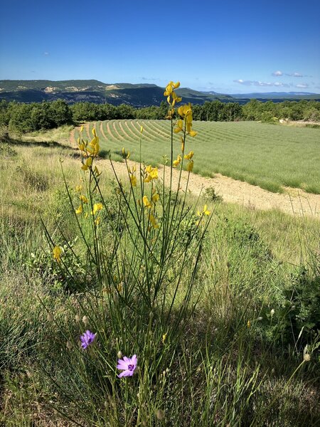 Lovely Provence scenery.