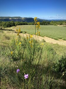 Lovely Provence scenery.