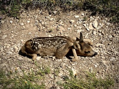 Surprised a baby deer who plunked down in the middle of the trail!