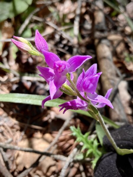 Red hellborine orchid.