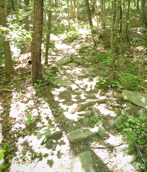 Start of Old Farm Trail (sign not pictured).