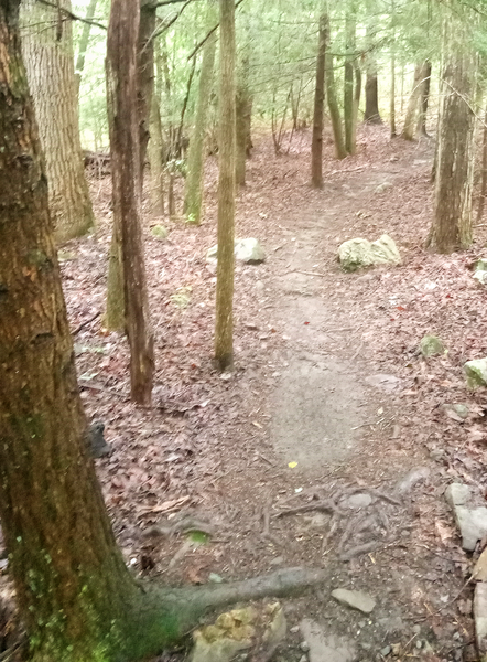 Singletrack in piney forest section on Ant Hill Trail.