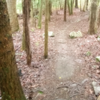 Singletrack in piney forest section on Ant Hill Trail.
