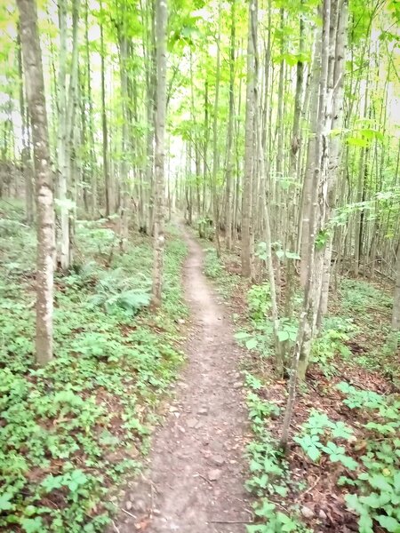 Uphill Smooth Singletrack on Ant Hill Trail.