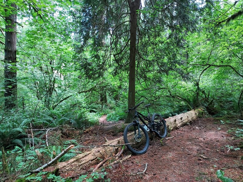 Trees blocking the west end of the 45th Parallel.