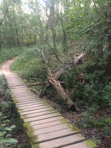 "Easy Wooden Trail Path on Blue Trail!"