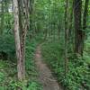 Nice flowy section of trail.