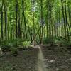 My favorite section of the trail here - light always amazing through this part of the forest.  Wish I could take credit for lining up the trees at the bend in the trail - just dumb luck.